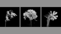 Three black and white botanical studies showing wilted flower petals, seed head, and open blooms against dark backgrounds.