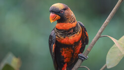 Rainbow lorikeet perched on a branch, displaying vibrant red and blue plumage against a soft green background.