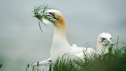 White gannet with pale yellow head holding fresh green seagrass in its beak.