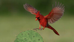 Northern cardinal in flight with wings spread, landing on a prickly pear cactus against a soft green background.