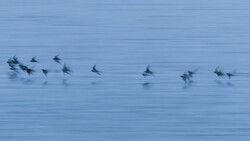 A pod of dolphins leaping through calm blue water, captured in motion across the frame.