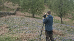 Photographer with tripod capturing wildflowers in a woodland meadow during golden hour.