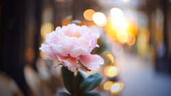 Pink peony flower in sharp focus with blurred city lights bokeh in the background.