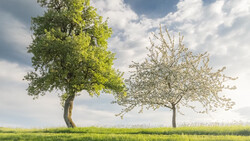 Two solitary trees in a spring meadow, one with full green foliage and one with white blossoms.