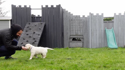 Person crouching beside a small white dog in a grassy yard with a castle-themed fence structure and turquoise slide.