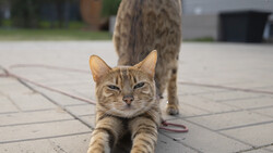 Tabby cat lying on pavement looking directly at camera with intense expression.