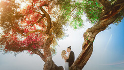 Couple standing beneath a large tree with red and green foliage against a bright sky.