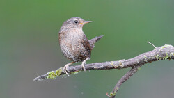 Small hummingbird perched on a lichen-covered branch against a soft green background.