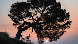 Silhouetted tree with curved trunk against a pink and orange sunset sky with the sun visible on the horizon.