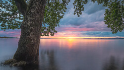 Large tree rooted in shallow water during golden hour sunset with pink and purple clouds reflected in calm lake.