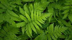 Overhead view of vibrant green fern fronds with intricate pinnate leaf patterns creating dense foliage.