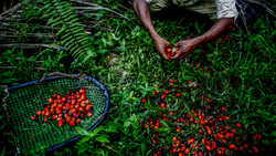 Hands harvesting red tomatoes into a blue mesh basket surrounded by green plants and foliage.