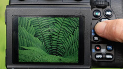 Handheld camera displaying close-up of green fern fronds on its LCD screen against a bright background.