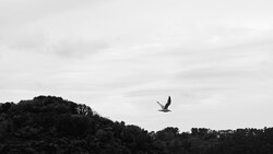 Large bird flying above forested hills against an overcast sky.