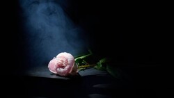 Pink peony bloom with green stem lying on dark surface under dramatic blue-tinted light.