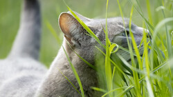 Gray cat with pointed ear alert among bright green grass blades in close-up view.