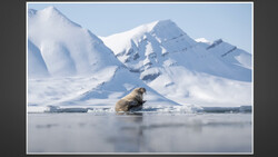 Walrus resting on ice floe with snow-covered mountain peaks in the Arctic background.