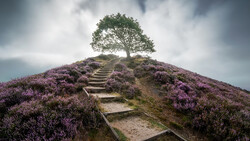 Stone staircase leading up a heather-covered hillside to a solitary tree beneath dramatic cloudy sky.