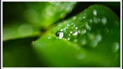Water droplets on green leaf with shallow depth of field and blurred background.