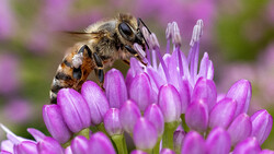 Honeybee collecting pollen from purple clustered flowers with shallow depth of field background.