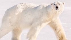 Polar bear walking across snow with head turned toward camera.