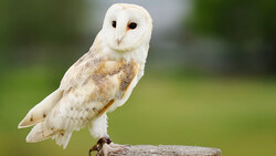 Barn owl with white face and mottled brown plumage perched on a wooden post.