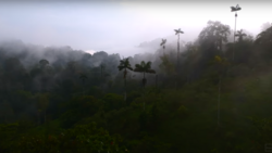 Misty rainforest landscape with tall palms emerging from dense fog and low clouds.