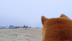 Brown dog's head in foreground on sandy beach with beachgoers and umbrella in background.