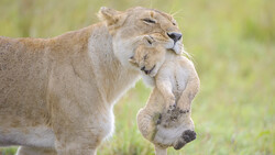 Lioness carrying a lion cub in her mouth across grassland.