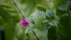 Magenta flower bloom on delicate leafy stem with soft green foliage background.
