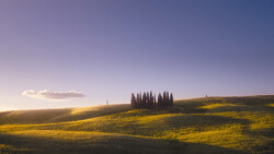 Golden rolling hills with a cluster of tall cypress trees centered in the landscape under a soft blue sky.
