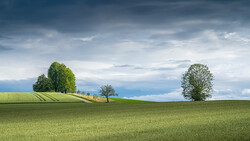 Rolling green field with scattered trees under dramatic cloudy sky and distant blue horizon.