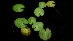 Lily pads with round green leaves and thin stems floating against a dark water background.
