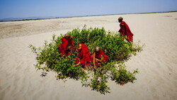 Buddhist monks in red robes gathered around green vegetation on a vast sandy beach.