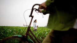 Irrigation pipe in sharp focus in foreground with farmer standing in green crop field beyond.