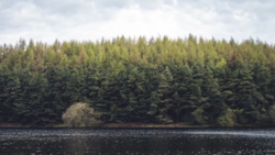 Dense coniferous forest reflected in still dark water under cloudy sky.