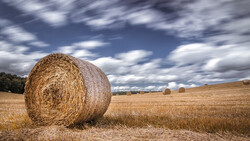 Golden hay bale in foreground of harvested field with additional bales visible in distance under dramatic cloudy sky.