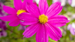 Magenta cosmos flowers with yellow centers in sharp focus against a soft, blurred green background.