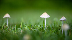Three delicate mushrooms with pale caps emerging from green moss and grass with shallow depth of field.
