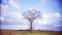 Bare deciduous tree standing alone in an open field under a partly cloudy sky.