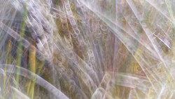 Multiple exposure photograph with layered, translucent textures creating soft, ethereal patterns in whites and earth tones.