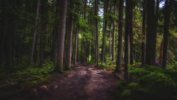 Forest path lined with tall conifers, dappled sunlight filtering through canopy onto reddish-brown forest floor.
