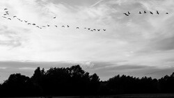 Silhouetted trees against a dramatic cloudy sky with two flocks of birds flying in formation.
