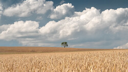 Solitary tree standing in a vast golden grain field under a bright blue sky with white cumulus clouds.
