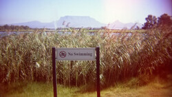No Swimming sign in a cornfield with table mountain visible in the distance.