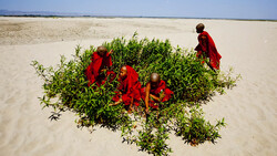Buddhist monks in red robes gathered around green vegetation on a vast sandy beach.