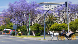 Horse-drawn carriage on tree-lined urban street with purple flowering jacaranda trees.