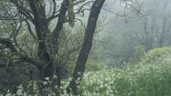 Gnarled trees with bare branches in misty woodland, white wildflowers blooming in foreground.
