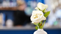 Cream-colored rose with layered petals in a white vase, with green buds and blurred blue background.