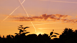 Silhouetted trees and plants against a golden sunset sky with contrails overhead.